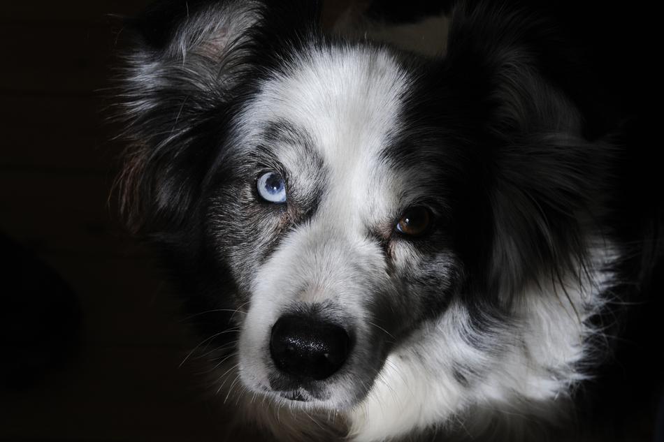 dog with bright eyes