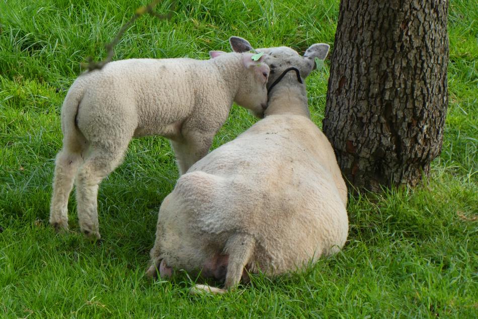 Lamb Sheep Pasture