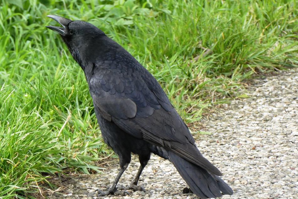 Jackdaw Kraaiachtig Bird