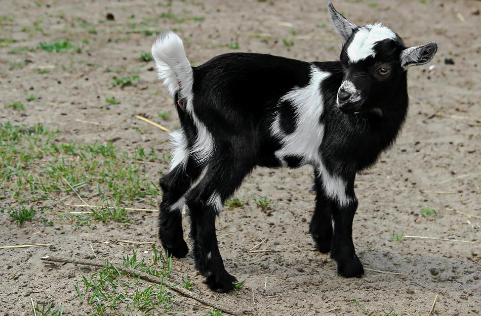 Goat Horns Black