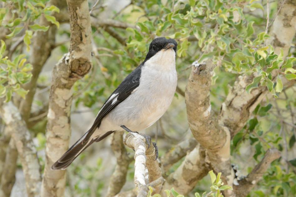 Executioner Bird Perched