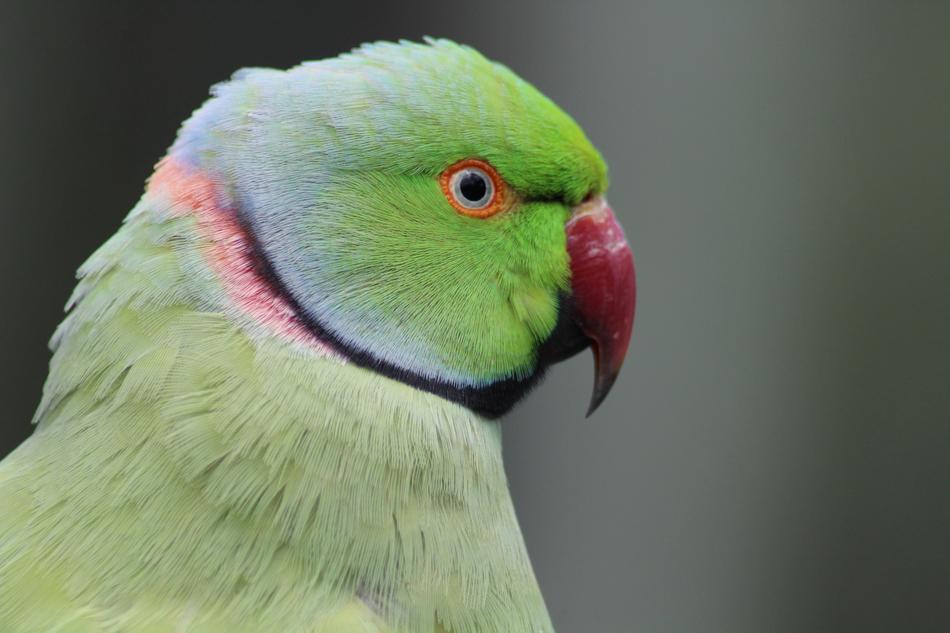 Parrot Bird