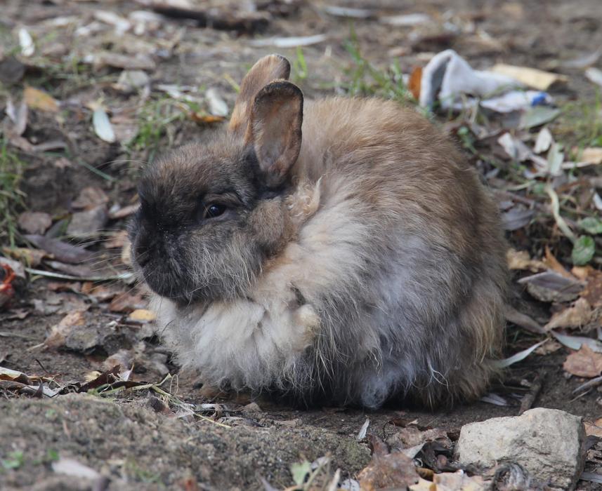 wild furry rabbit