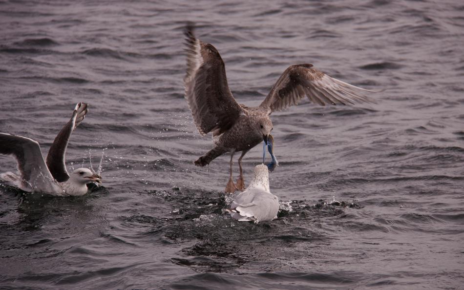 birds in the water