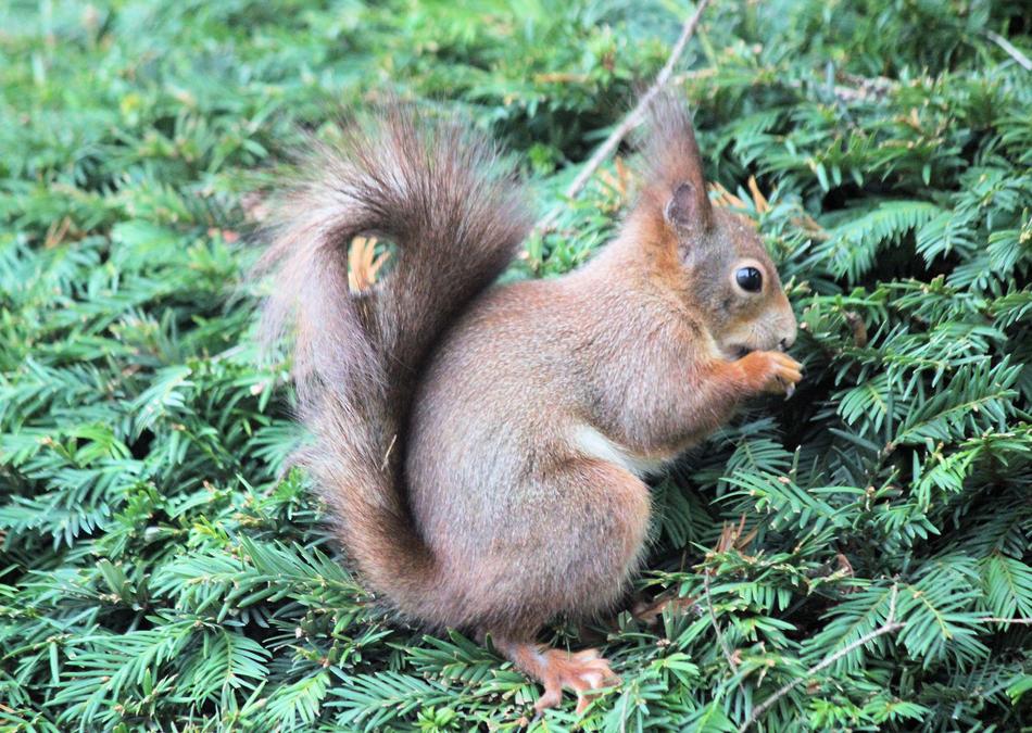 The Squirrel Rodent Mammal