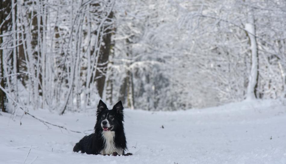 domestic dog in the winter woods