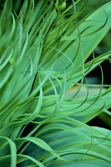 Green grass on the leaves