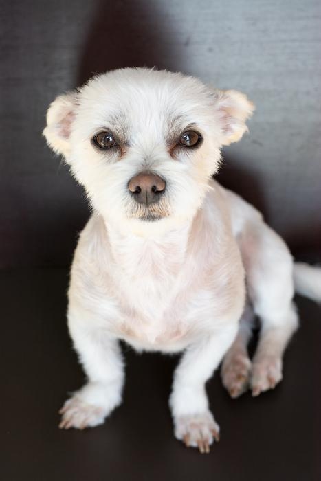 White Small maltese havanese Dog