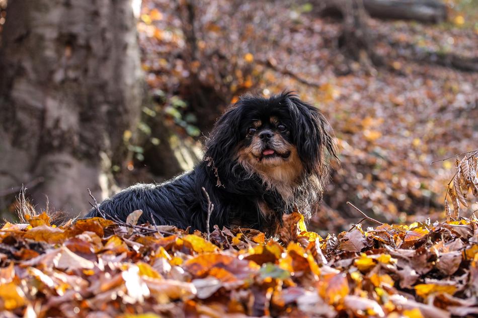 Dog Autumn Still Life Mood