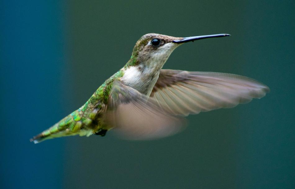 Hummingbird Flying Flight