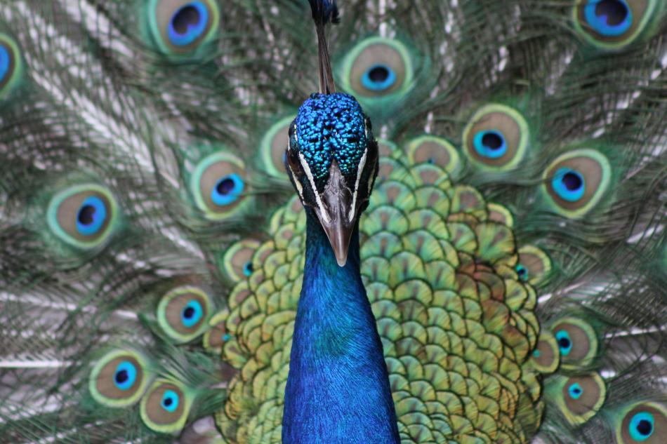 Peacock Blue Pattern