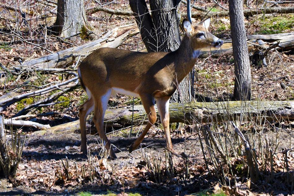 Deer Buck Whitetail Shed