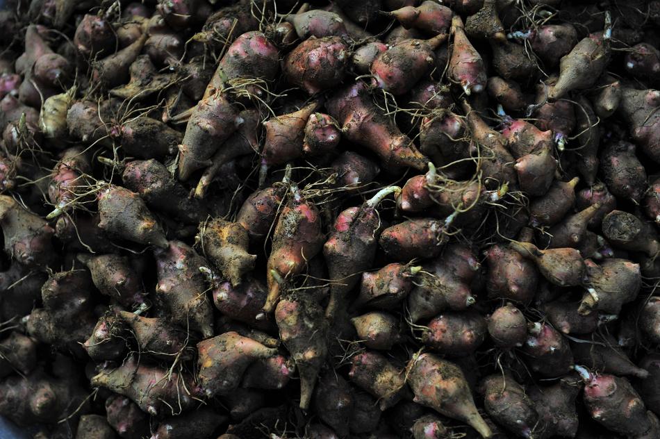 potato harvest for pigs