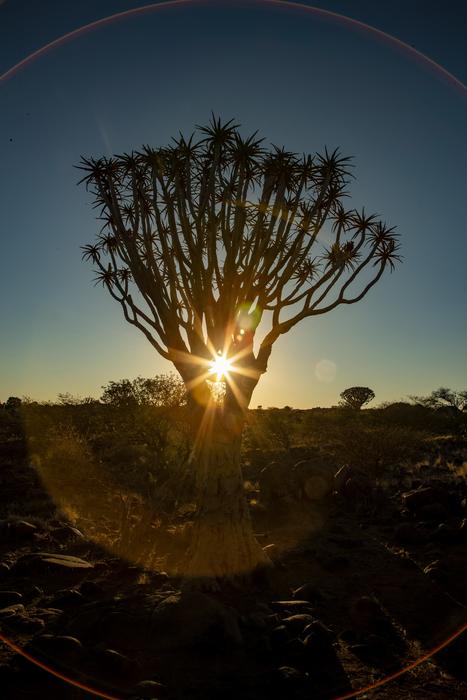 Africa Sunset Quiver Tree