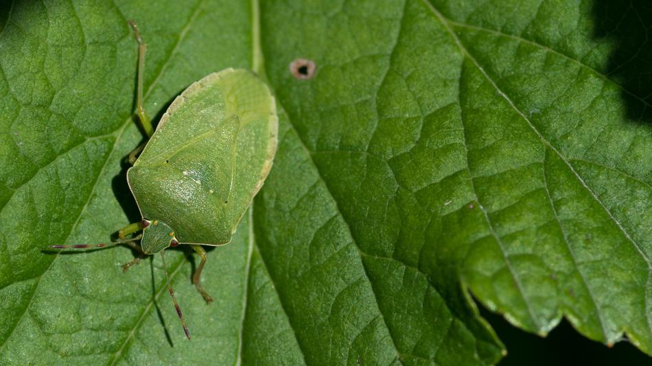 Nezara Viridula Green Stink Bug