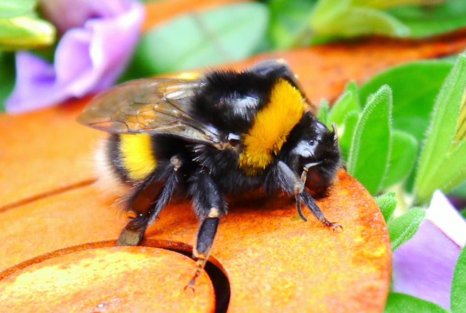 Hummel Insect Close Up