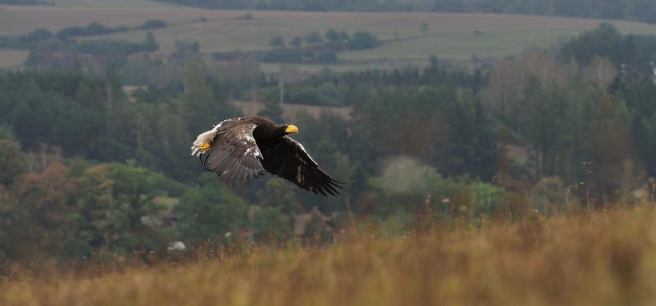 Bird Animal Eagle