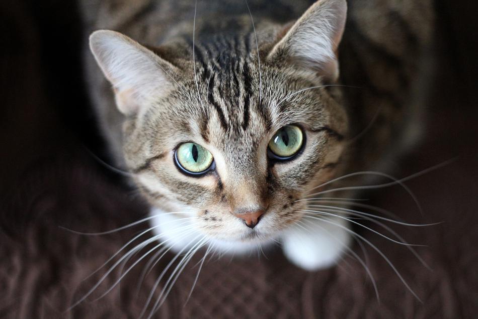 Cat Kitty Whiskers