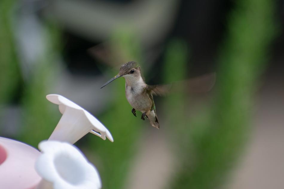 Bird Nature Hummingbird