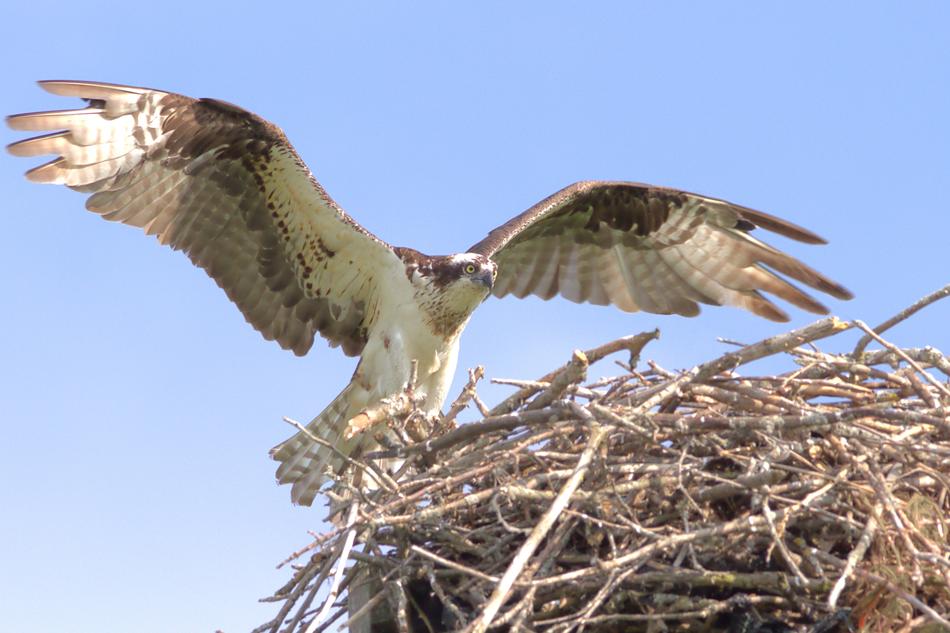 Osprey Hawk Bird