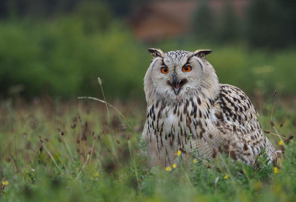 Bird Animal Owl Siberian