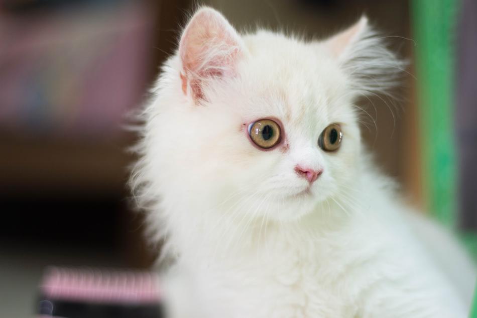 Cat White Animals
