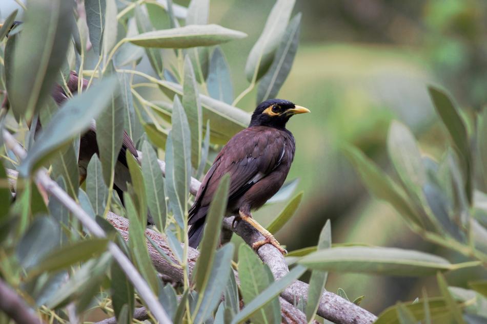 Bird Nature