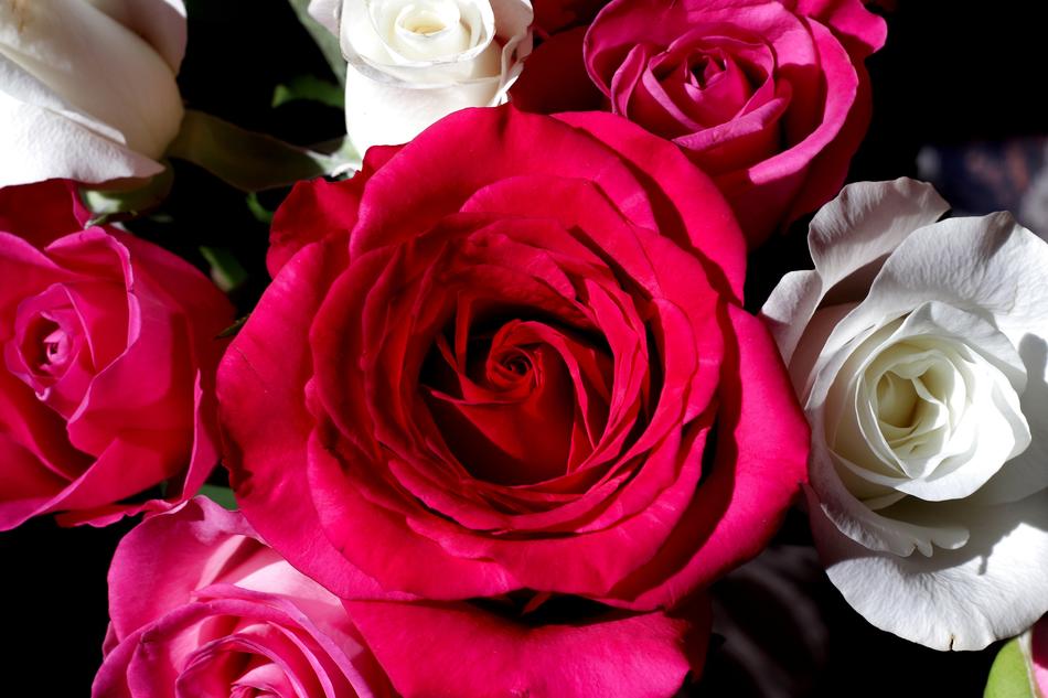 macro flowers blooming
