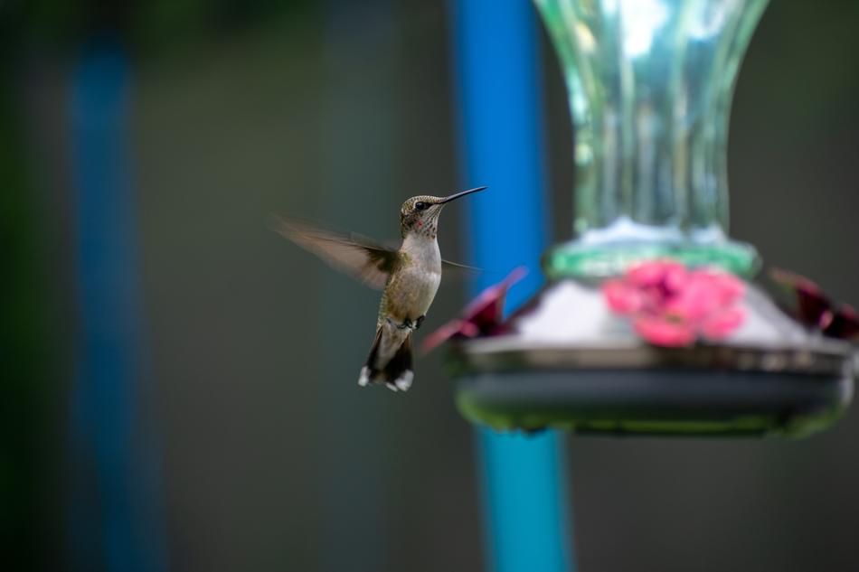 Bird Nature Hummingbird
