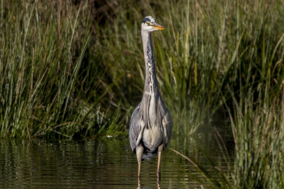 Grey Heron Water Bird