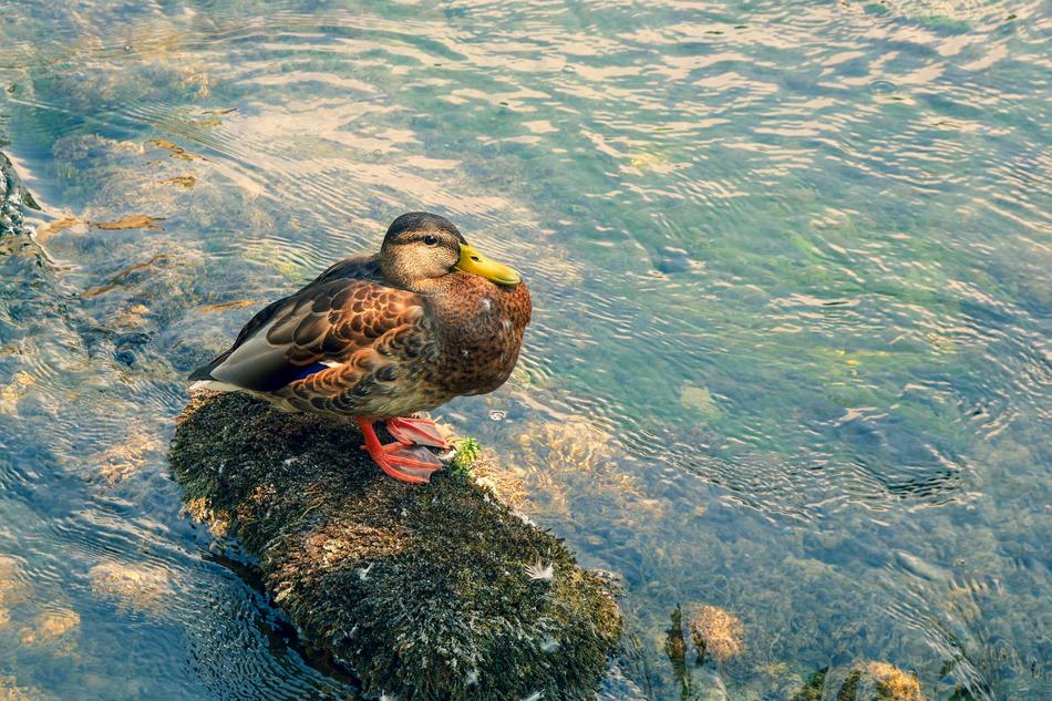 duck sitting on a log