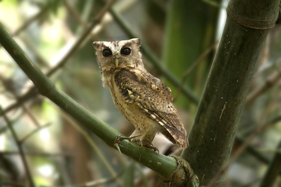 Bird Mother Needs