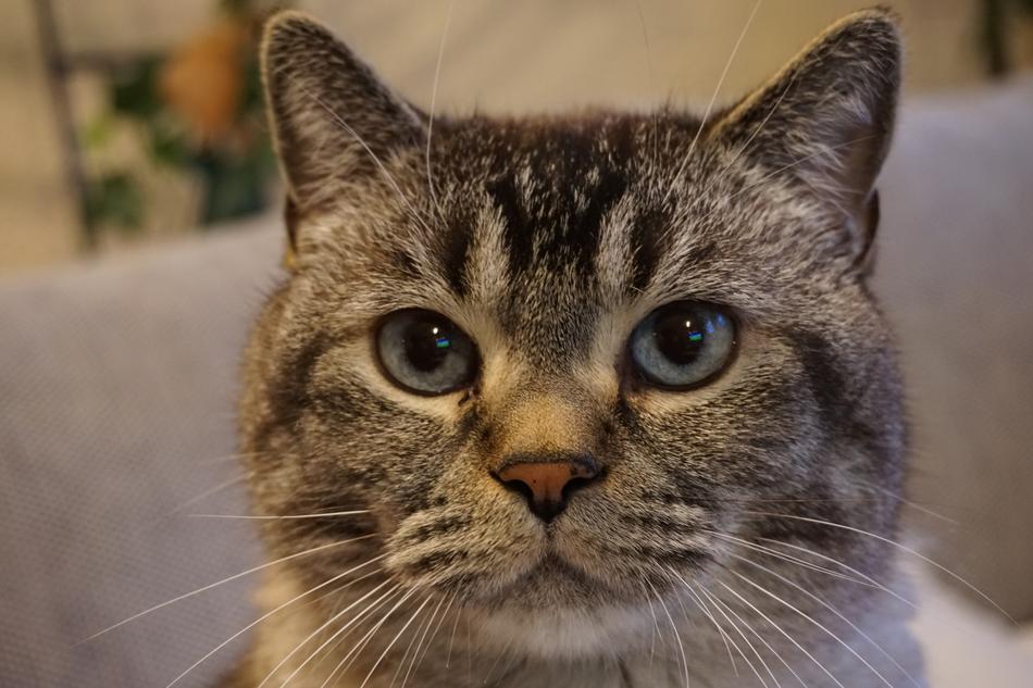 Cat Face Pet Cat'S