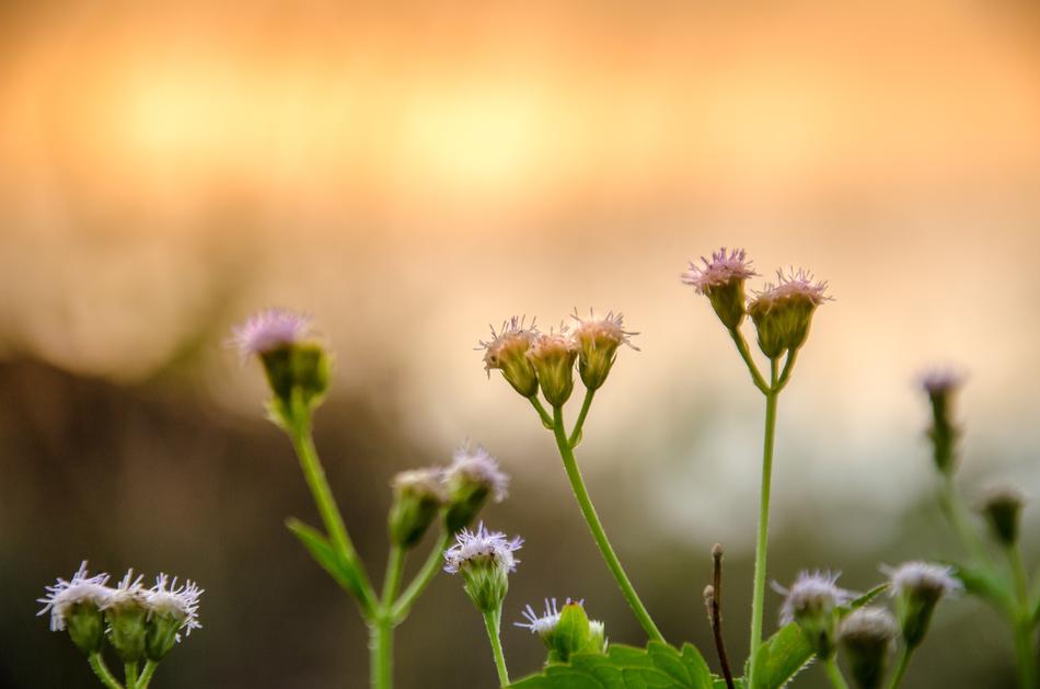 Wildflowers In The