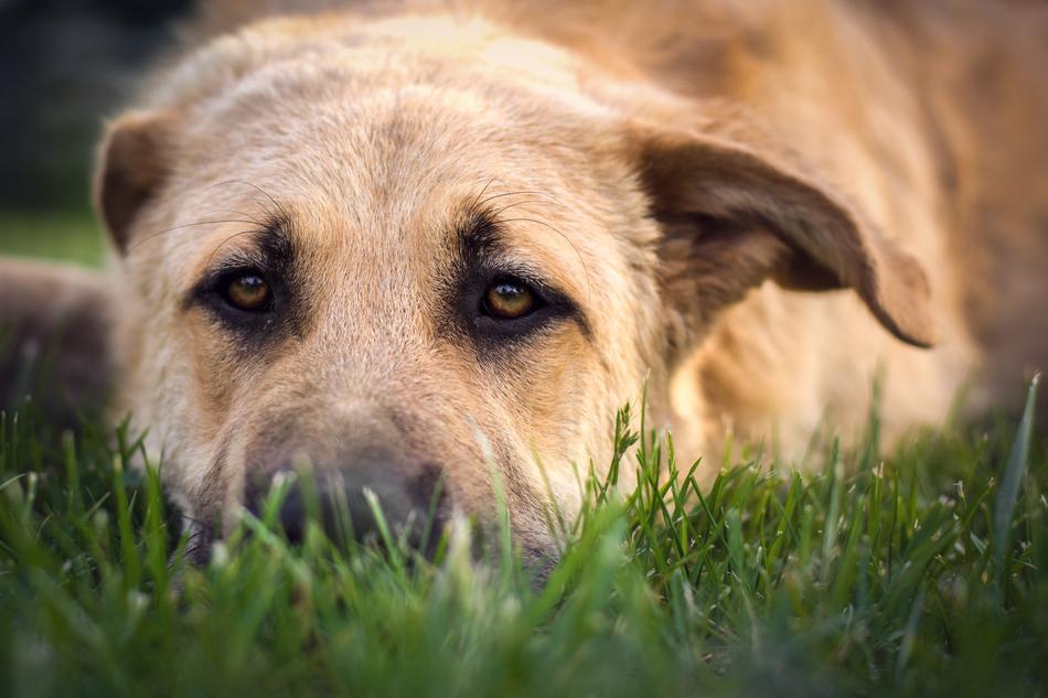 Dog Portrait Pet Animal