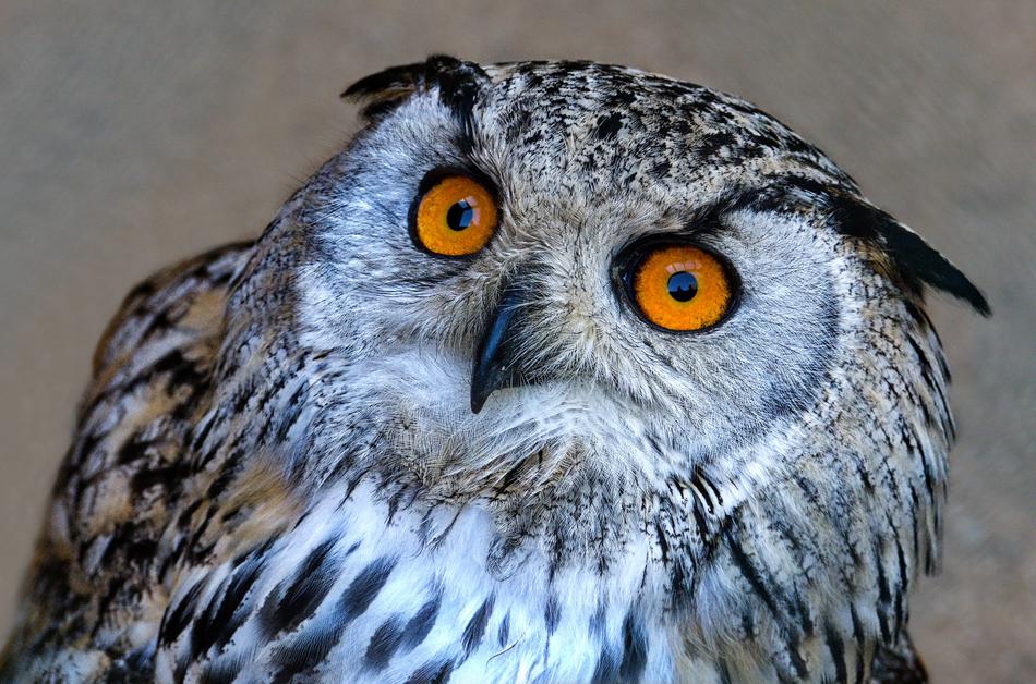 Eagle Bubo Bird