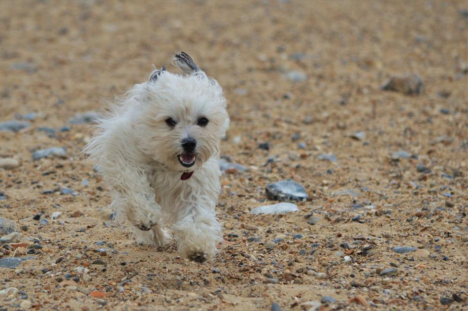 Dog Canine Running
