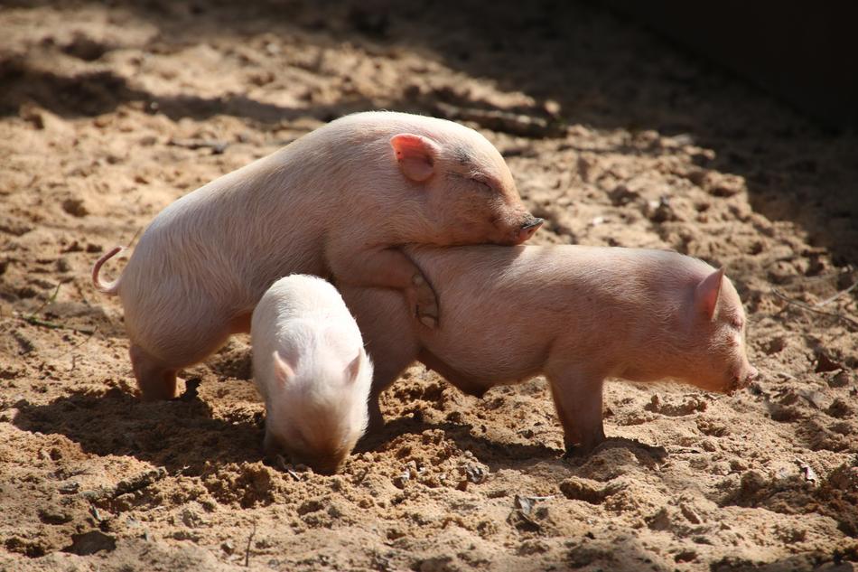 Animal World Pet Pig Miniature