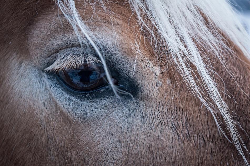Horse Eye Animal