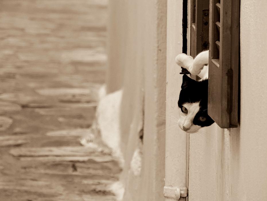 Cat Cats Feline