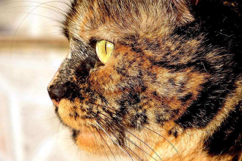 Cat Animal Skins