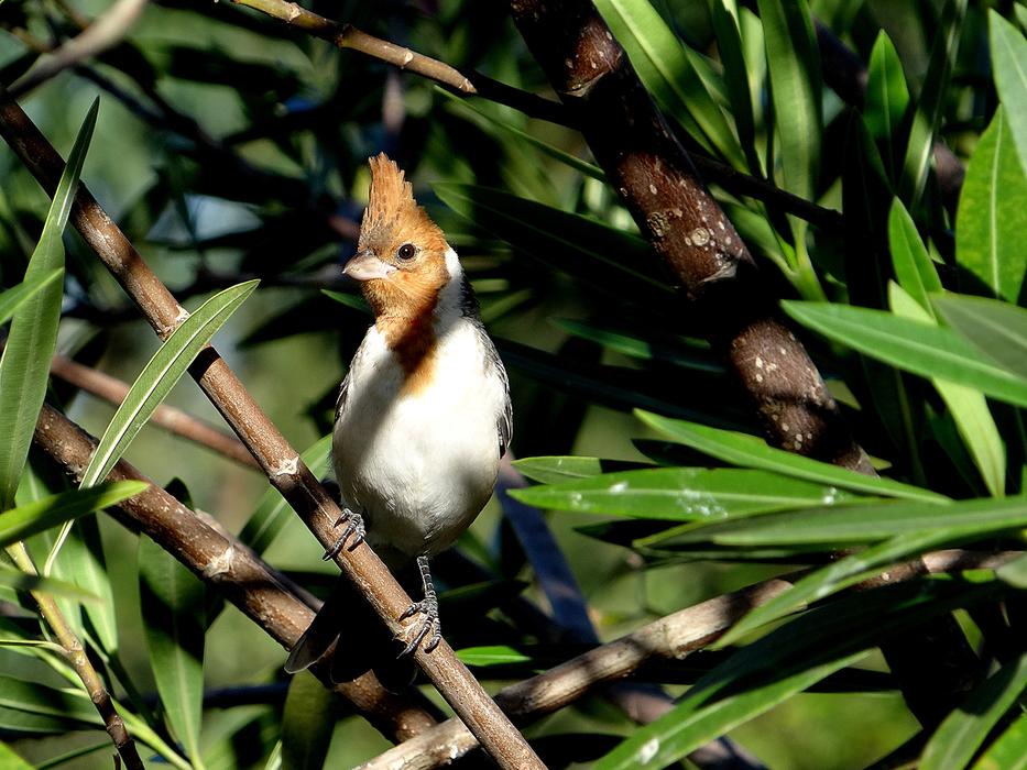 Bird Cardinal Green