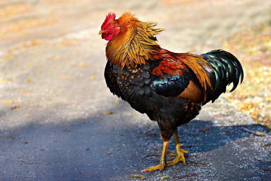 Rooster Chicken Bird