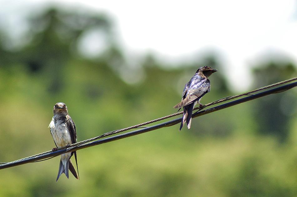 Birds Bird Nature
