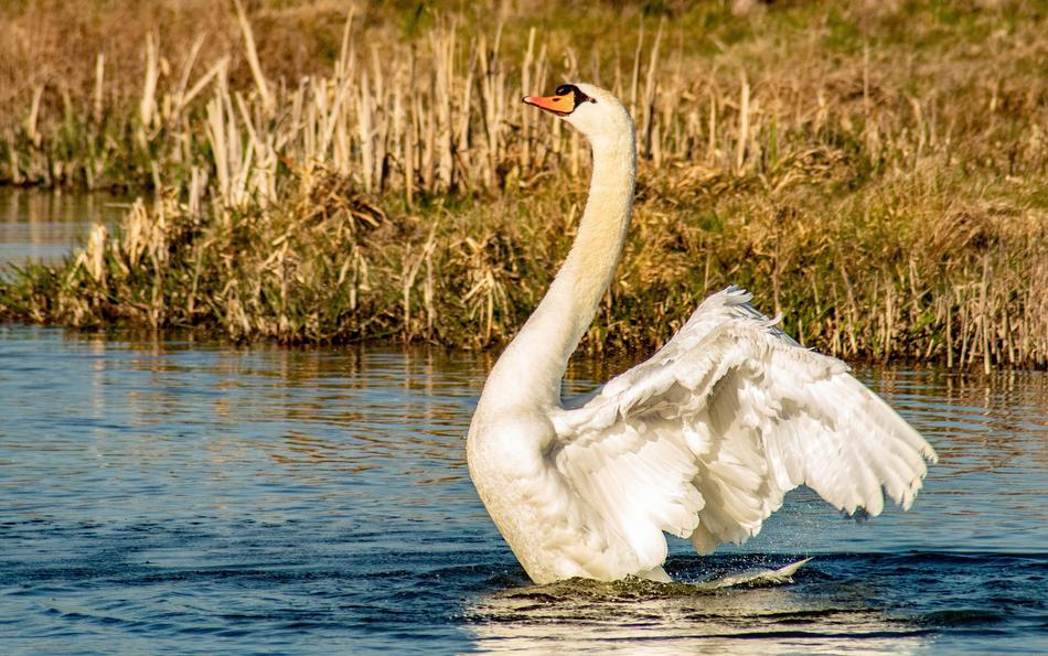 Swan Bird Wild The Creation