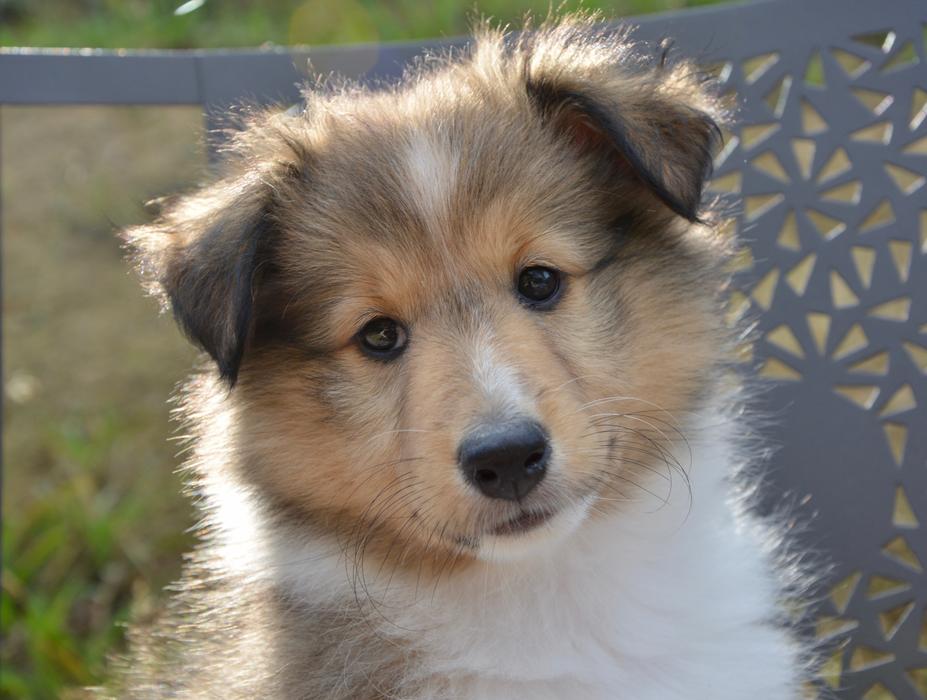 Dog Bitch Shetland Sheepdog