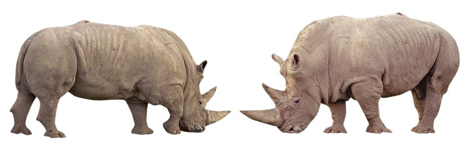 Rhino Africa Animal