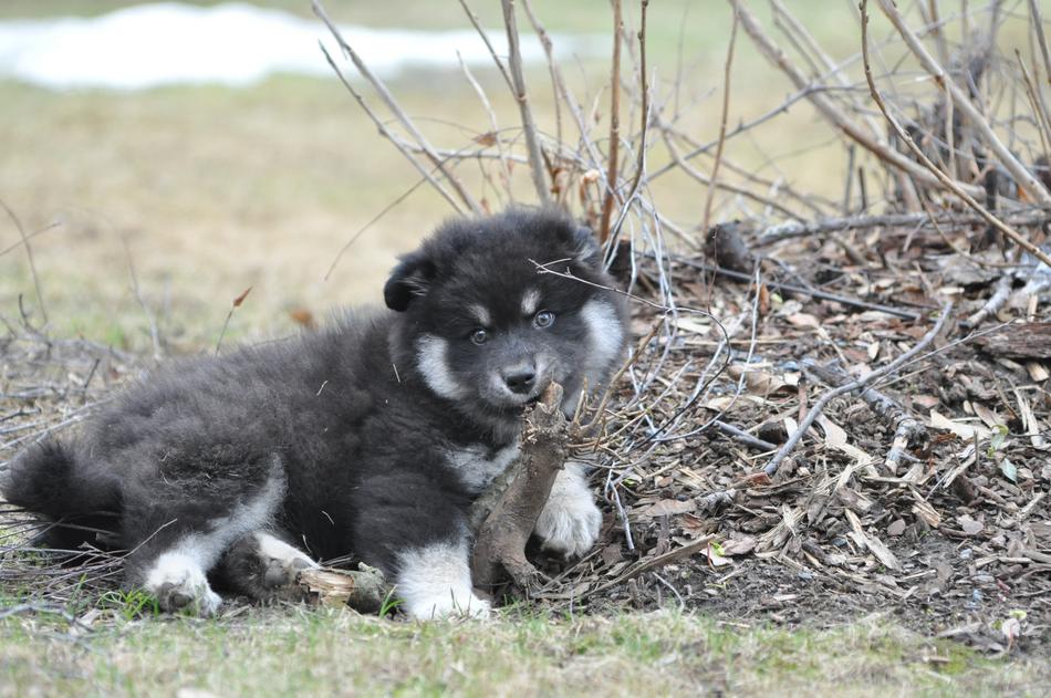 happy fluffy puppy in the trees