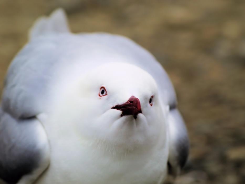 Bird Face Gull
