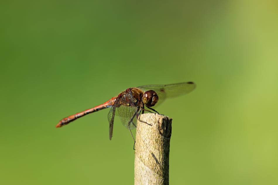 Dragonfly Insect Branch